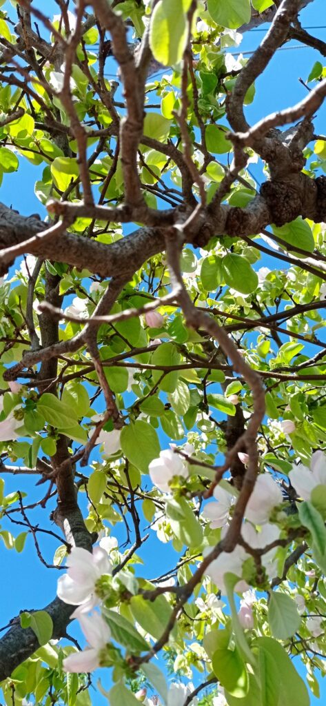 nimble_asset_1615733595424-scaled